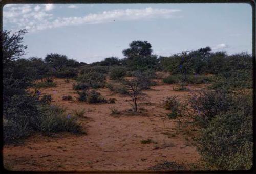 Landscape, trees and shrubs