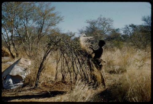 Skerm: /Naoka (wife of "Gao Medicine") putting grass on a branch structure to make a skerm