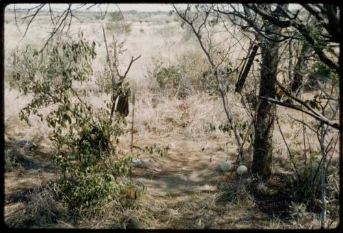 Skerm: "Gao Helmet's" dwelling place with no skerm, shows a grass bed, ostrich egg shells, quiver and other belongings hanging in a tree