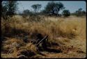 Skerm: Woman clearing away grass from a place in order to build a skerm