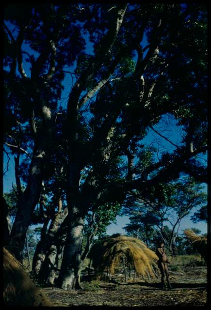 Skerm: Man standing next to a skerm under a large tree