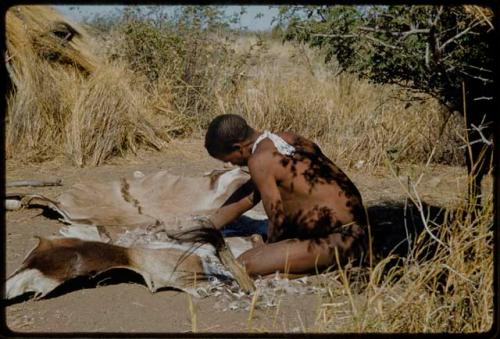 Scraping Skin: Man scraping a gemsbok skin