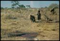 Scraping Skin: Two women walking, one with a child on her back, with a skin stretched and pegged out in the foreground to dry for several days