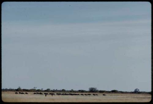 Hunting: Two hunters with a wildebeest herd in the distance