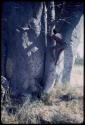 Hunting: "Crooked /Qui" climbing a baobab tree, showing pegs for climbing and names carved in the tree