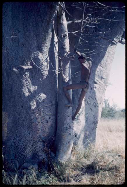 Hunting: "Crooked /Qui" climbing a baobab tree, showing pegs for climbing and names carved in the tree