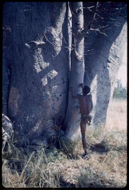 Hunting: "Crooked /Qui" starting to climb a baobab tree, showing the pegs for climbing and the names carved in the tree