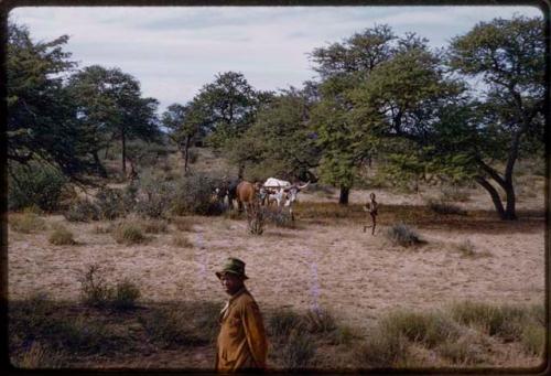 Man standing, child and oxen in the background