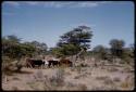 Oxen in a field