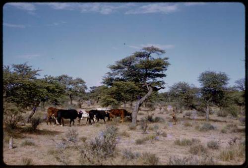 Oxen in a field