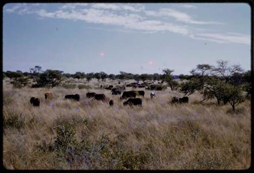 Cattle in a field