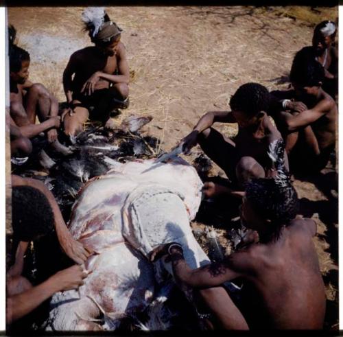 Hunting, Ostrich: Gau and ≠Gao of Band 3 ("/Qui Hunter's" brothers-in-law" cutting up ostrich meat (half of stereoview 2001.29.5041)