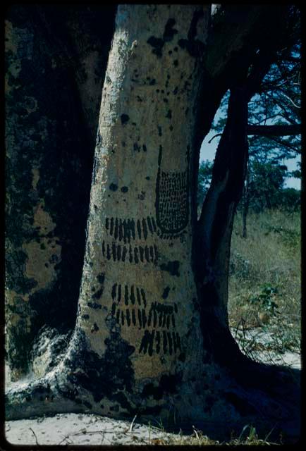 "Manghetti" Drawings: Drawings made by young girls on female mangetti trees, representing their aprons and the scarification on their legs