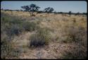 Walking: People walking through grass and brush, distant view