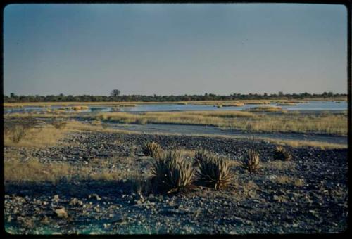 Water Hole: Aloes, with Gautscha Pan in the background