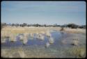 Water Hole: Men walking beside a vley (small pan) near Gautscha