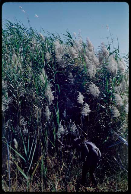 Water Hole: Man collecting reeds for arrow shafts