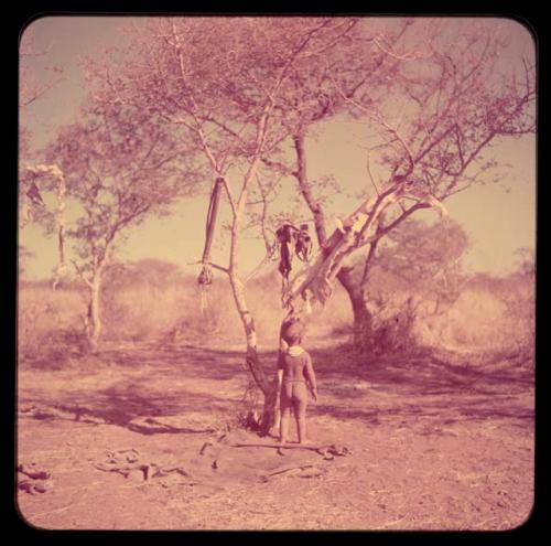 Children, Groups, Play: Child standing under a tree that has a hide and a quiver hanging in it