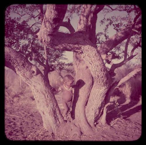 Children, Groups, Play: /Gaishay (son of Di!ai and "Gao Medicine") standing in the fork of a tree in a dance circle