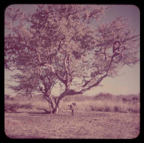 Children, Groups, Play: Boy sitting on a tree branch, with another child standing underneath the tree