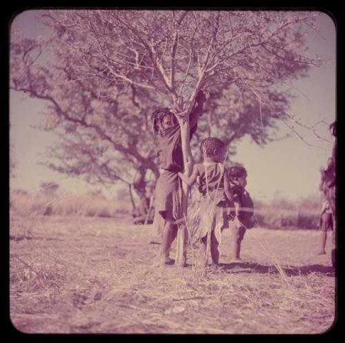 Children, Groups, Play: Girls standing next to a small tree