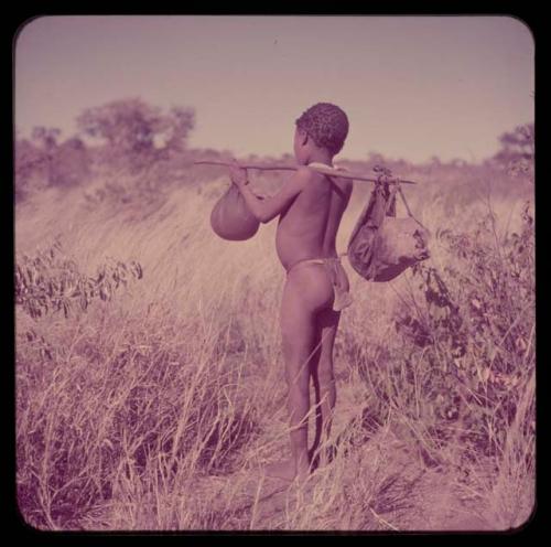 Children, Socialization: Boy carrying water bags made from animal stomachs on a digging stick over his shoulder