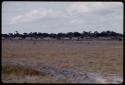 Springbok and hartebeest, in the distance