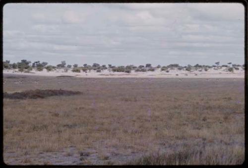 Springbok and hartebeest, in the distance