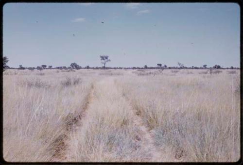 Truck tracks in tall grass