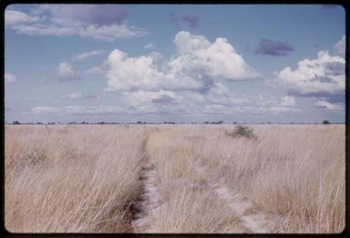 Truck tracks in tall grass