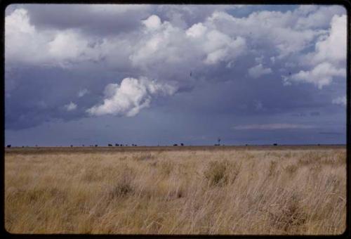 Landscape, grass