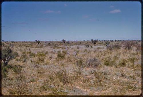 Landscape, animals in distance