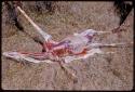 Skinned springbok carcass