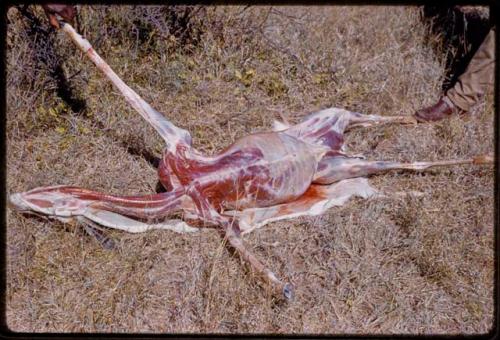 Skinned springbok carcass