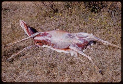 Skinned springbok carcass