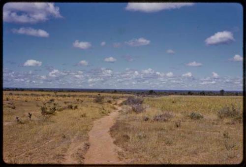 Landscape, road in grass