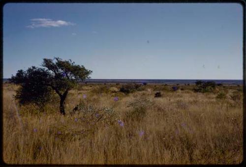 Landscape, bushes and flowers