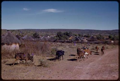 Cattle walking down a road by a town