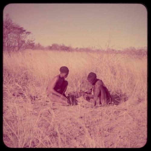 Fire-Making: ≠Gao (headman of Band 3) sitting with his brother, "/Qui Hunter," using firesticks and grass tinder to make a fire, distant view