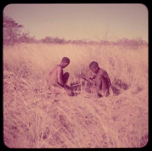 Fire-Making: ≠Gao (headman of Band 3) sitting with his brother, "/Qui Hunter," using firesticks and grass tinder to make a fire, distant view