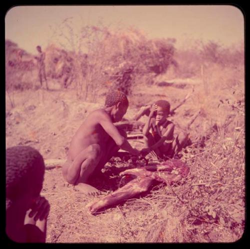 Food, Meat: "Old ≠Toma" squatting next to his share of meat after distribution