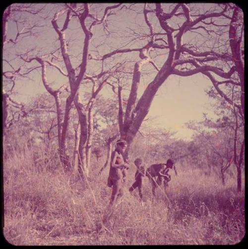 Food Gathering, "Manghettis": Boys gathering in the mangetti forest