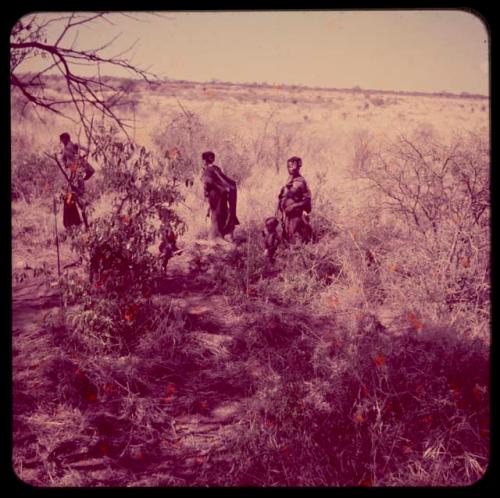 Food Gathering, Tsi: //Kushay and other women gathering tsi, with an assegai stuck in the ground near them