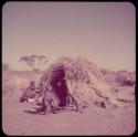 Groups, Extended Family: "Old ≠Toma" and /Gam sitting and a child walking in front of Gau's skerm, with a kudu head on the ground next to the skerm