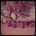 Groups, Extended Family: Group of people sitting under a tree, including "Gao Medicine" and Demi, with dance rattles hanging from one of the tree branches