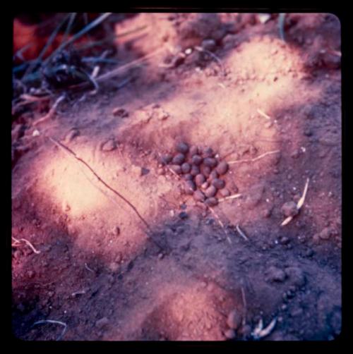 Pile of grubs on the ground