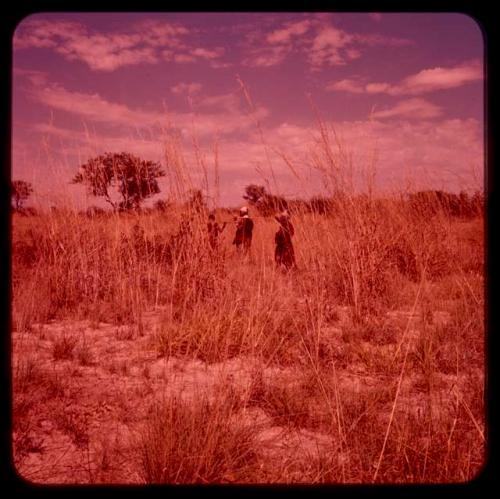 Group of people with digging sticks, walking through grass to gather food