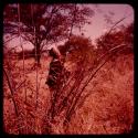 Woman gathering food, standing beyond bush