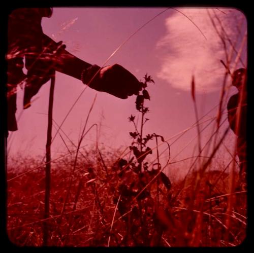 Person's hand plucking something from a plant to gather food