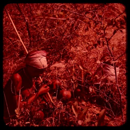 Two women digging to gather food